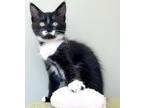 Adopt Coconut 4055 a Domestic Shorthair / Mixed cat in Vista, CA (38516491)