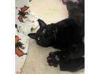 Adopt Vinyl a Domestic Shorthair / Mixed cat in Santa Rosa, CA (38441205)
