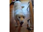 Adopt Paxton a Great Pyrenees