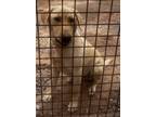 Adopt Bubu a Tan/Yellow/Fawn Labrador Retriever / Mixed dog in Albuquerque