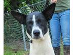 Adopt Sandy a White - with Black Pointer / Pharaoh Hound / Mixed dog in
