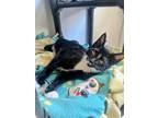Adopt Kitten 24648 (Super Kitty) a Black & White or Tuxedo Domestic Shorthair