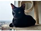 Adopt Gary a All Black Domestic Shorthair / Mixed cat in Philadelphia