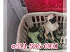 Pug PUPPY FOR SALE ADN-766232 - Dumplin Fawn Girl Pug