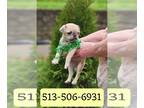 Pug PUPPY FOR SALE ADN-766235 - Bruno Fawn Boy Pug