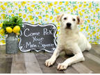 Adopt Dalton K74 7/17/23 a White Australian Cattle Dog / Mixed dog in San