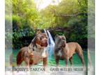 American Bully PUPPY FOR SALE ADN-766494 - Bossys Tarzan Puppies