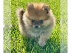 Pomeranian PUPPY FOR SALE ADN-766263 - Angels babies
