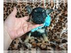 French Bulldog PUPPY FOR SALE ADN-766523 - Black and tan