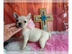 French Bulldog PUPPY FOR SALE ADN-766531 - Tiny cream Frenchie girl