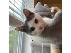 Adopt Kip a White Domestic Shorthair / Mixed cat in Walker, MI (38504356)