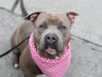 Adopt Cash a Mixed Breed (Large) / Mixed dog in New York, NY (38554369)