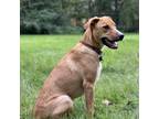 Adopt Kayla a Brown/Chocolate Mixed Breed (Medium) / Mixed dog in Hopkinton