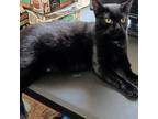 Adopt Sheba aka Little Bit a All Black Domestic Shorthair / Mixed cat in League