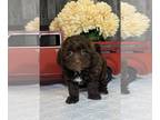 Lhasa Apso-Poodle (Toy) Mix PUPPY FOR SALE ADN-766559 - Lisa
