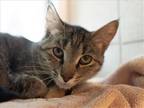Adopt MARY a Domestic Mediumhair / Mixed (medium coat) cat in Denver