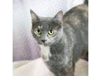 Adopt Lily a Domestic Shorthair / Mixed cat in Des Moines, IA (38572375)