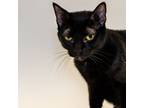 Adopt Dahlia a Domestic Shorthair / Mixed cat in Houston, TX (38597620)