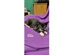 Adopt Ella a Black & White or Tuxedo Domestic Shorthair / Mixed (short coat) cat