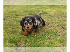 Dachshund PUPPY FOR SALE ADN-766396 - Dachshund male puppy indiana