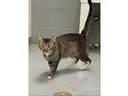 Adopt Roger a Brown Tabby Domestic Shorthair / Mixed (short coat) cat in