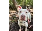 Adopt Flower a Pit Bull Terrier / Mixed dog in Troy, VA (38362918)
