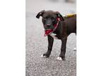 Adopt GATOR a Black - with White American Staffordshire Terrier / American Pit