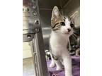 Adopt Dace a Spotted Tabby/Leopard Spotted Domestic Shorthair / Mixed (short