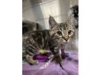 Adopt Denver a Domestic Mediumhair / Mixed (medium coat) cat in Harrisville