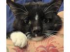 Adopt Winston* a Domestic Shorthair / Mixed cat in Pomona, CA (38431319)