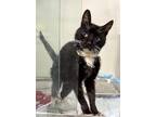 Adopt Vera* a Domestic Shorthair / Mixed cat in Pomona, CA (38357962)