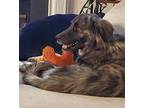 Adopt Ashley (in foster) a Great Pyrenees / Anatolian Shepherd / Mixed dog in