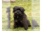 Pomeranian-Poodle (Toy) Mix PUPPY FOR SALE ADN-766362 - Pomapoo male puppy in