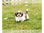 Shih Tzu PUPPY FOR SALE ADN-766417 - AKC Shih Tzu male puppy Indiana