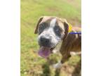 Adopt Prosciutto a Brindle American Pit Bull Terrier / Mixed dog in Baton Rouge