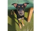 Adopt Missy a Black - with Tan, Yellow or Fawn Australian Cattle Dog / Shepherd
