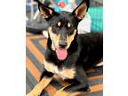 Adopt Winston a Manchester Terrier / Cattle Dog / Mixed dog in Glendale