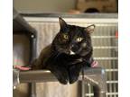 Adopt Tika @ John's a Domestic Shorthair / Mixed cat in Nelson, BC (38570000)