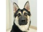Adopt Beau a German Shepherd Dog / Mixed dog in Osage Beach, MO (38355501)