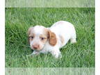 Dachshund PUPPY FOR SALE ADN-766277 - Mini Dachshund Puppies