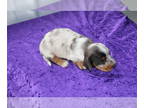 Dachshund PUPPY FOR SALE ADN-766279 - Mini Dachshund Puppies