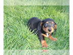Dachshund PUPPY FOR SALE ADN-766280 - Mini Dachshund Puppies