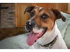 Adopt Argus a Labrador Retriever / Mixed dog in Alexandria, VA (38550875)