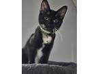 Adopt Alpha a Domestic Shorthair / Mixed (short coat) cat in St.