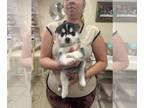 Siberian Husky PUPPY FOR SALE ADN-766357 - 4 cachorros huskys siberiano