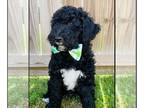 Goldendoodle PUPPY FOR SALE ADN-766481 - Happy and healthy Goldendoodle