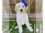 Goldendoodle PUPPY FOR SALE ADN-766482 - Happy and healthy Goldendoodle