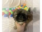 Shih Tzu PUPPY FOR SALE ADN-766414 - Shih Tzu boy