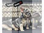 French Bulldog PUPPY FOR SALE ADN-766487 - AKC FRENCH BULLDOG PUPPIES