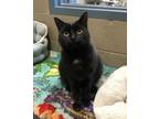 Adopt Hank a Domestic Shorthair / Mixed cat in Versailles, KY (38426087)